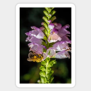 Bee On Obedient Plant 2 Sticker